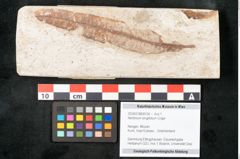 Foto (Objekt + Etikett) von Neritinium longifolium Unger (NHMW-GEO-2024-0188-8154)